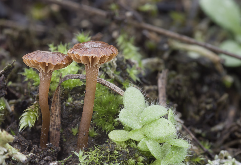 Galerina embolus